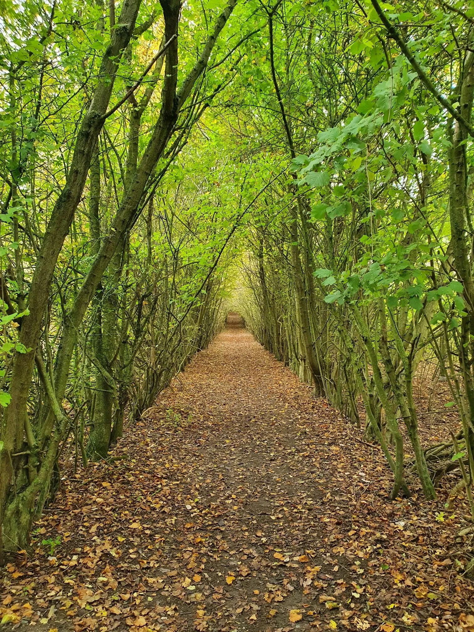 Otford Circular via North Downs  and Otford Mount