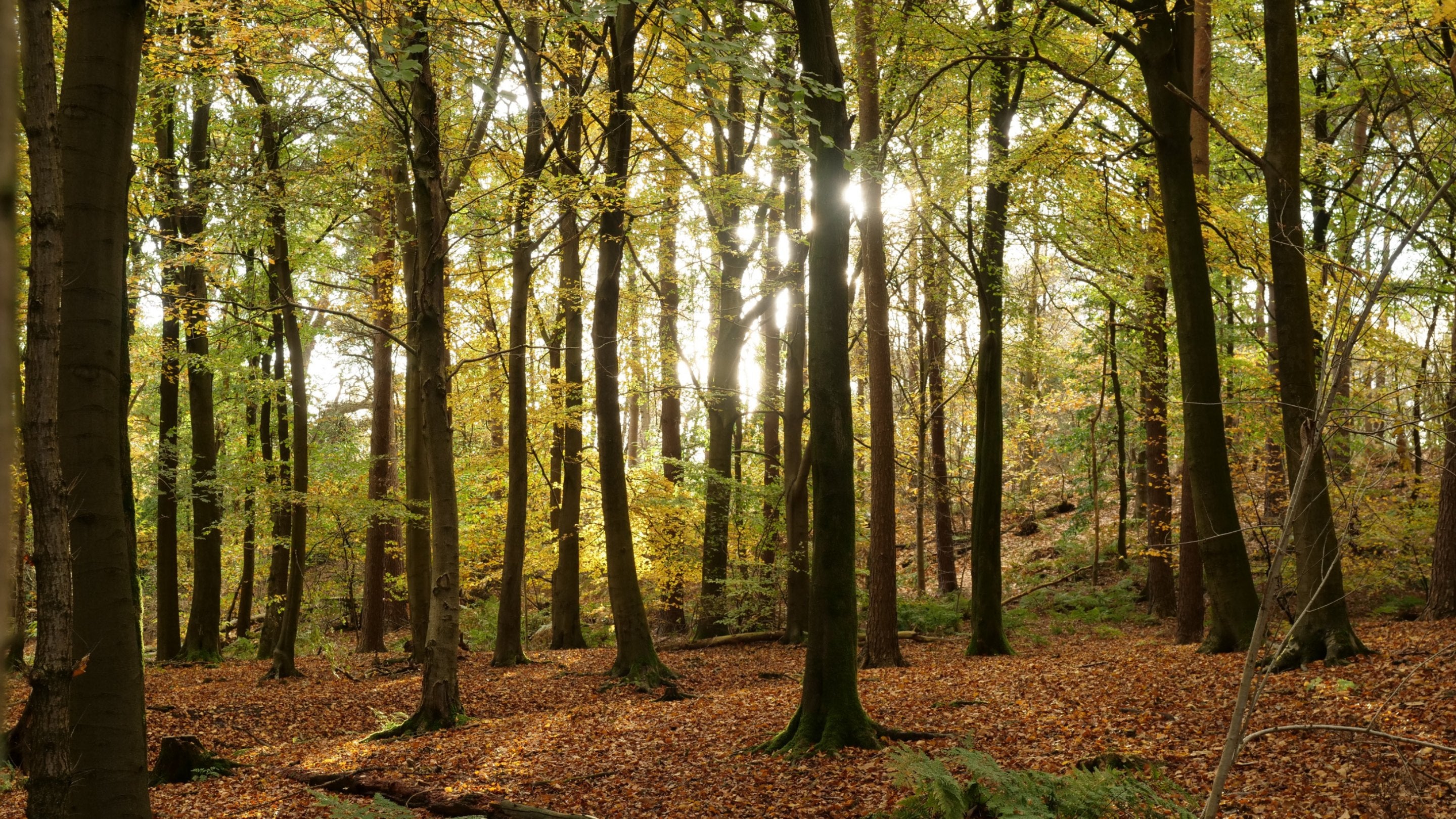 Oxted Circular Lime Walk, Limpsfield Common and The High Chart